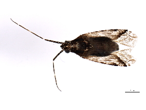  (Phytocoris deserticola - 09BBHEM-0932)  @14 [ ] CreativeCommons - Attribution (2010) CBG Photography Group Centre for Biodiversity Genomics