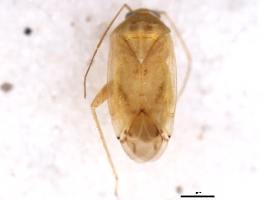  ( - 09BBHEM-0991)  @12 [ ] CreativeCommons - Attribution (2010) CBG Photography Group Centre for Biodiversity Genomics