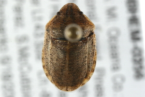  (Eurygaster alternata - 09BBHEM-0356)  @14 [ ] CreativeCommons - Attribution (2009) CBG Photography Group Centre for Biodiversity Genomics