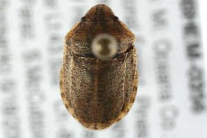  (Eurygaster alternata - 09BBHEM-0356)  @14 [ ] CreativeCommons - Attribution (2009) CBG Photography Group Centre for Biodiversity Genomics