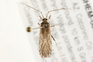  (Phytocoris tenuis - 09BBHEM-0391)  @13 [ ] CreativeCommons - Attribution (2009) CBG Photography Group Centre for Biodiversity Genomics