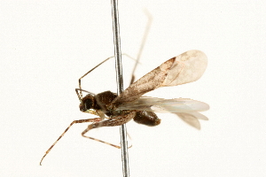  ( - 09BBHEM-0392)  @13 [ ] CreativeCommons - Attribution (2009) CBG Photography Group Centre for Biodiversity Genomics
