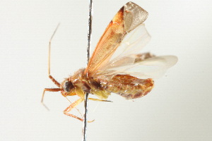  (Phytocoris adenostomae - BIOUG02200-E08)  @13 [ ] CreativeCommons - Attribution (2012) CBG Photography Group Centre for Biodiversity Genomics