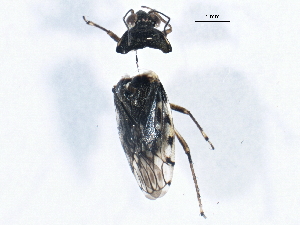  (Saldula sp - BIOUG02305-B03)  @13 [ ] CreativeCommons - Attribution (2013) CBG Photography Group Centre for Biodiversity Genomics
