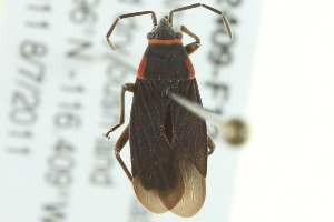  (Melacoryphus rubicollis - BIOUG02409-F12)  @14 [ ] CreativeCommons - Attribution (2013) CBG Photography Group Centre for Biodiversity Genomics