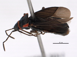  ( - BIOUG02203-C11)  @13 [ ] CreativeCommons - Attribution (2013) CBG Photography Group Centre for Biodiversity Genomics