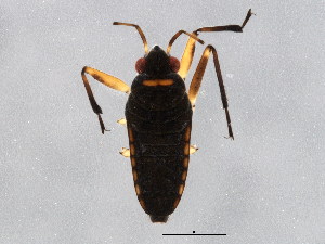  ( - BIOUG02305-E11)  @13 [ ] CreativeCommons - Attribution (2012) CBG Photography Group Centre for Biodiversity Genomics