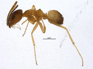  (Dorymyrmex flavus - BIOUG02620-A06)  @13 [ ] CreativeCommons - Attribution (2013) CBG Photography Group Centre for Biodiversity Genomics