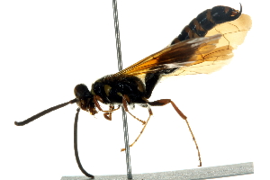  ( - BIOUG02475-B04)  @13 [ ] CreativeCommons - Attribution (2013) CBG Photography Group Centre for Biodiversity Genomics