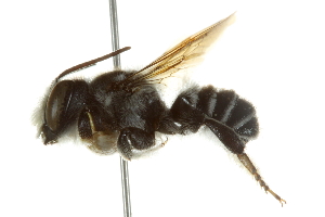  (Megachile pruina - BIOUG02475-C11)  @13 [ ] CreativeCommons - Attribution (2013) CBG Photography Group Centre for Biodiversity Genomics
