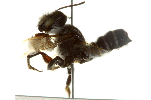  (Megachile policaris - BIOUG02475-D08)  @14 [ ] CreativeCommons - Attribution (2013) CBG Photography Group Centre for Biodiversity Genomics