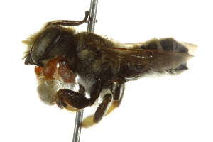  (Megachile albitarsis - BIOUG02475-D11)  @14 [ ] CreativeCommons - Attribution (2013) CBG Photography Group Centre for Biodiversity Genomics