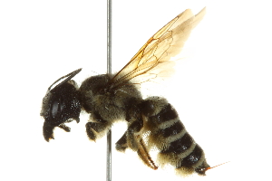  (Megachile pugnata pomonae - BIOUG02475-F11)  @14 [ ] CreativeCommons - Attribution (2013) CBG Photography Group Centre for Biodiversity Genomics