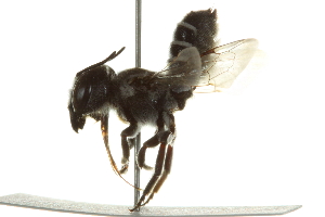  (Megachile prosopidis - BIOUG02475-H04)  @13 [ ] CreativeCommons - Attribution (2013) CBG Photography Group Centre for Biodiversity Genomics