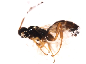  ( - 09BBEHY-1579)  @13 [ ] CreativeCommons - Attribution (2010) CBG Photography Group Centre for Biodiversity Genomics