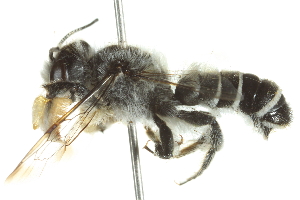  (Megachile newberryae - 10BBHYM-0678)  @14 [ ] CreativeCommons - Attribution (2010) CBG Photography Group Centre for Biodiversity Genomics