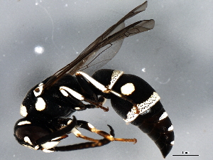  (Stenodynerus pulvivestis - 10BBHYM-1035)  @13 [ ] CreativeCommons - Attribution (2010) CBG Photography Group Centre for Biodiversity Genomics