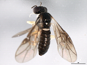 ( - 10BBHYM-1158)  @13 [ ] CreativeCommons - Attribution (2010) CBG Photography Group Centre for Biodiversity Genomics