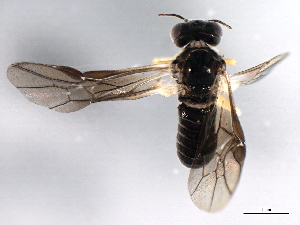  ( - 10BBHYM-1159)  @13 [ ] CreativeCommons - Attribution (2010) CBG Photography Group Centre for Biodiversity Genomics