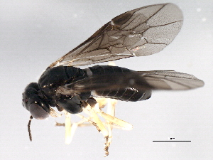  ( - 10BBHYM-1175)  @14 [ ] CreativeCommons - Attribution (2010) CBG Photography Group Centre for Biodiversity Genomics