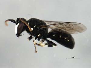  (Hylaeus aff coloradensis - 10BBCHY-0031)  @13 [ ] CreativeCommons - Attribution (2010) CBG Photography Group Centre for Biodiversity Genomics