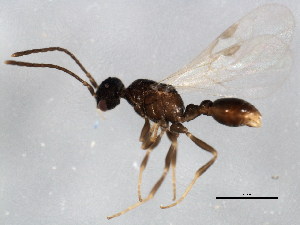  ( - 10BBCHY-0053)  @13 [ ] CreativeCommons - Attribution (2010) CBG Photography Group Centre for Biodiversity Genomics