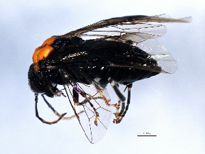  ( - 10BBCHY-0486)  @12 [ ] CreativeCommons - Attribution (2010) CBG Photography Group Centre for Biodiversity Genomics