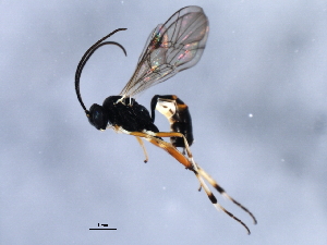  ( - 10BBCHY-0560)  @13 [ ] CreativeCommons - Attribution (2010) CBG Photography Group Centre for Biodiversity Genomics