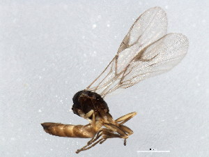  ( - 10BBCHY-0851)  @12 [ ] CreativeCommons - Attribution (2010) CBG Photography Group Centre for Biodiversity Genomics