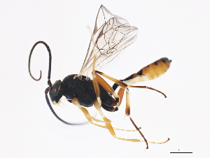  ( - 10BBCHY-1010)  @12 [ ] CreativeCommons - Attribution (2010) CBG Photography Group Centre for Biodiversity Genomics