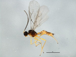 ( - 10BBCHY-1459)  @12 [ ] CreativeCommons - Attribution (2010) CBG Photography Group Centre for Biodiversity Genomics