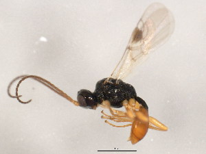  ( - 10BBCHY-2928)  @13 [ ] CreativeCommons - Attribution (2010) CBG Photography Group Centre for Biodiversity Genomics