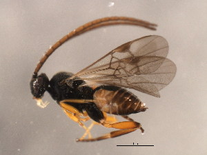  ( - 10BBCHY-3156)  @12 [ ] CreativeCommons - Attribution (2011) CBG Photography Group Centre for Biodiversity Genomics