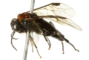  ( - 10BBCHY-3876)  @12 [ ] CreativeCommons - Attribution (2011) CBG Photography Group Centre for Biodiversity Genomics