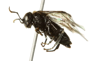  ( - 10BBCHY-3878)  @12 [ ] CreativeCommons - Attribution (2011) CBG Photography Group Centre for Biodiversity Genomics