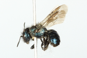  ( - 10BBCHY-3315)  @12 [ ] CreativeCommons - Attribution (2011) CBG Photography Group Centre for Biodiversity Genomics