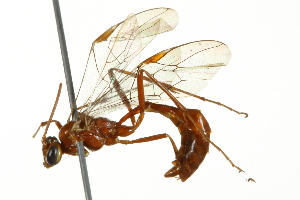  ( - 10BBCHY-3473)  @14 [ ] CreativeCommons - Attribution (2011) CBG Photography Group Centre for Biodiversity Genomics