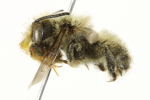 (Megachile perihirta - 10BBCHY-3261)  @15 [ ] CreativeCommons - Attribution (2011) CBG Photography Group Centre for Biodiversity Genomics