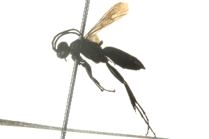  ( - 10BBCHY-3743)  @13 [ ] CreativeCommons - Attribution (2011) CBG Photography Group Centre for Biodiversity Genomics