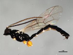  ( - 08BBHYM-1694)  @13 [ ] CreativeCommons - Attribution (2010) CBG Photography Group Centre for Biodiversity Genomics