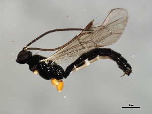  ( - 08BBHYM-1695)  @12 [ ] CreativeCommons - Attribution (2010) CBG Photography Group Centre for Biodiversity Genomics