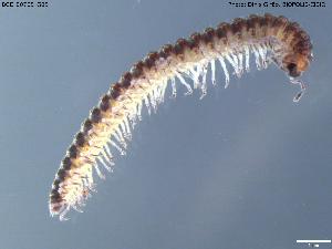  (Haplobainosomatidae - BGE_00705_G05)  @11 [ ] Creative Commons Attribution NonCommercial ShareAlike (2024) (2024) Research Center in Biodiversity and Genetic Resources Research Center in Biodiversity and Genetic Resources