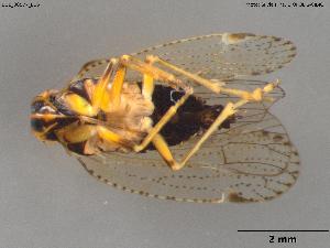  (Cixius azoterceirae - BGE_00577_E06)  @11 [ ] Creative Commons Attribution NonCommercial ShareAlike (2024) (2024) Research Center in Biodiversity and Genetic Resources Research Center in Biodiversity and Genetic Resources