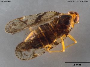  (Cixius azofloresi - BGE_00577_E07)  @11 [ ] Creative Commons Attribution NonCommercial ShareAlike (2024) (2024) Research Center in Biodiversity and Genetic Resources Research Center in Biodiversity and Genetic Resources