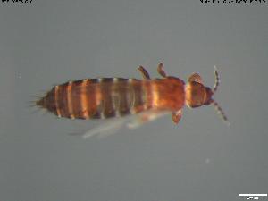  (Hercinothrips bicinctus - BGE_00576_G10)  @11 [ ] Creative Commons Attribution NonCommercial ShareAlike (2024) (2024) Research Center in Biodiversity and Genetic Resources Research Center in Biodiversity and Genetic Resources