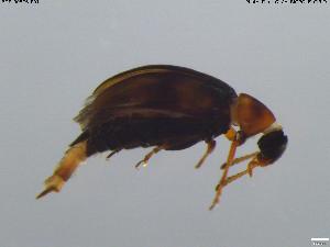  (Anaspis proteus - BGE_00576_F01)  @11 [ ] Creative Commons Attribution NonCommercial ShareAlike (2024) (2024) Research Center in Biodiversity and Genetic Resources Research Center in Biodiversity and Genetic Resources