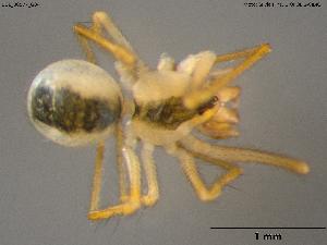  (Rugathodes acoreensis - BGE_00577_G04)  @11 [ ] Creative Commons Attribution NonCommercial ShareAlike (2024) (2024) Research Center in Biodiversity and Genetic Resources Research Center in Biodiversity and Genetic Resources
