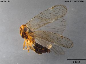  (Cixius azopifajo - BGE_00577_C06)  @11 [ ] Creative Commons Attribution NonCommercial ShareAlike (2024) (2024) Research Center in Biodiversity and Genetic Resources Research Center in Biodiversity and Genetic Resources