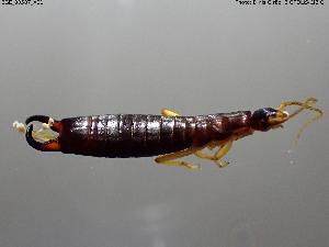  ( - BGE_00587_A01)  @11 [ ] Creative Commons Attribution NonCommercial ShareAlike (2025) (2025) Research Center in Biodiversity and Genetic Resources Research Center in Biodiversity and Genetic Resources