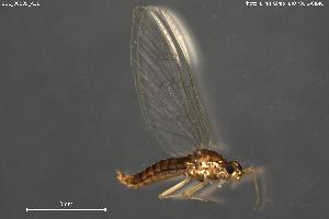  ( - BGE_00585_A11)  @11 [ ] Creative Commons Attribution NonCommercial ShareAlike (2025) (2025) Research Center in Biodiversity and Genetic Resources Research Center in Biodiversity and Genetic Resources